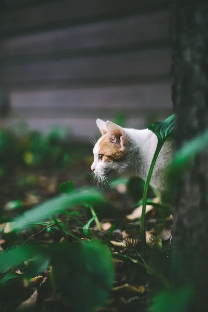 chat dans le jardin