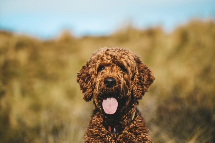 les aussiedoodles sont-ils hypoallergéniques