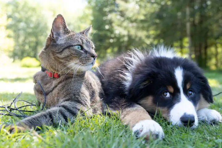 pulci di gatto contro pulci di cane