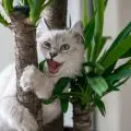 ¿Son las plantas de yuca venenosas para los gatos?