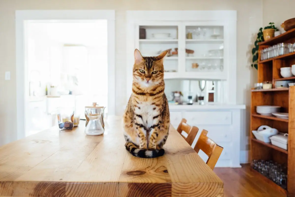 Striped cat in modern home