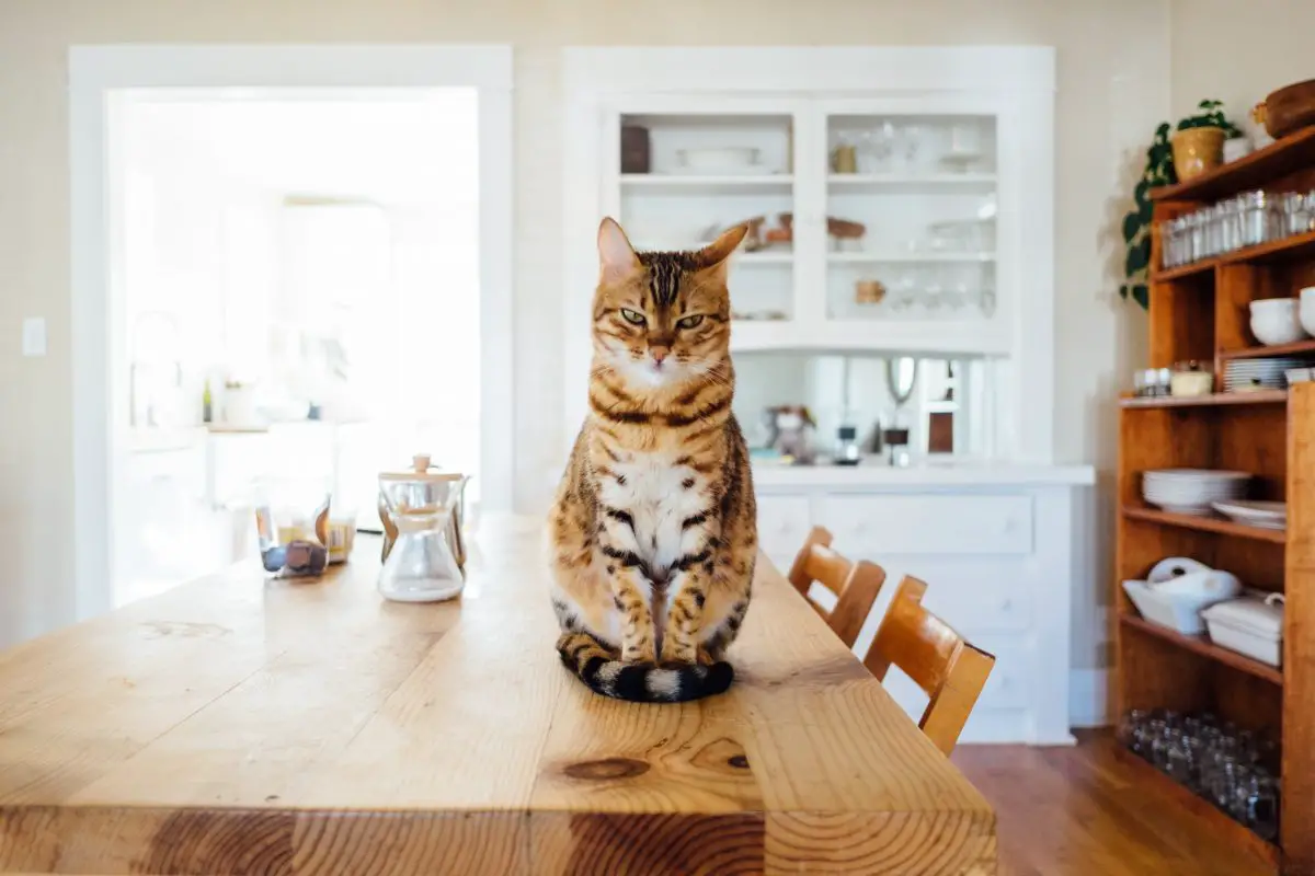 Gato rayado en casa moderna