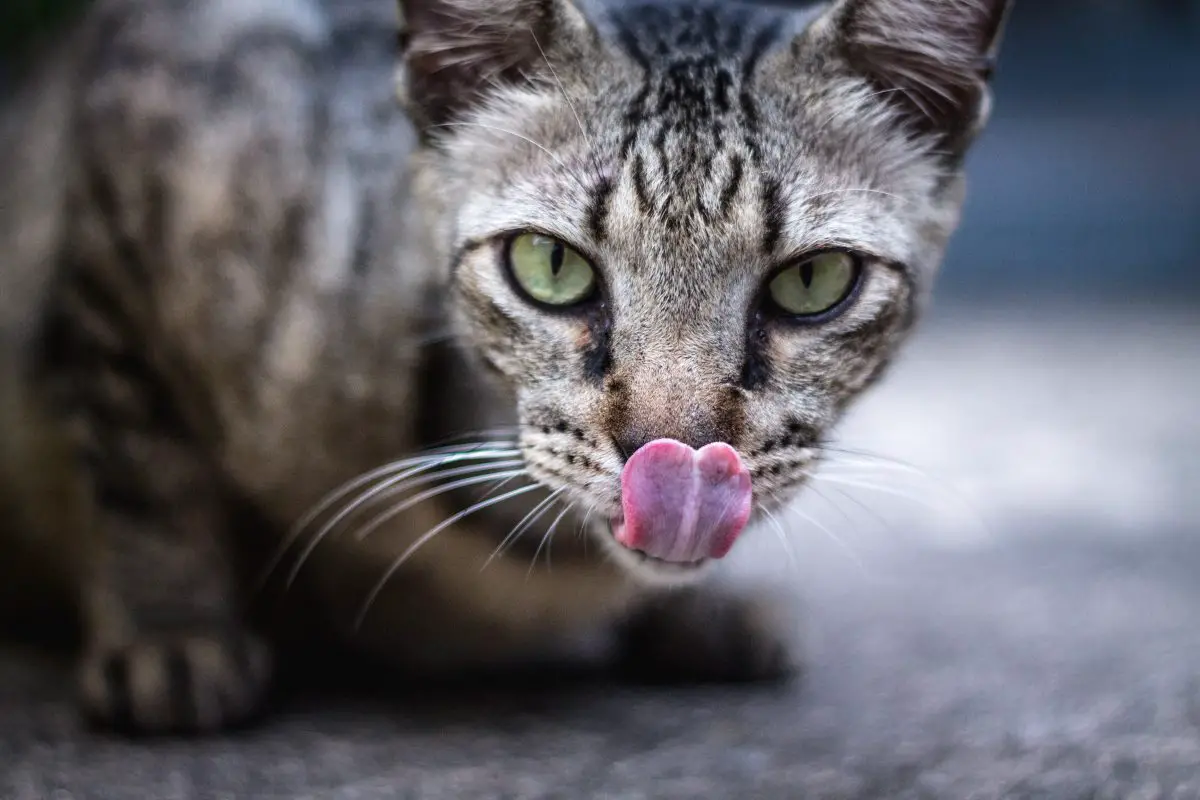 gatto che si lecca le labbra dopo aver mangiato