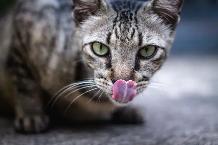 Katze leckt sich nach dem Fressen die Lippen