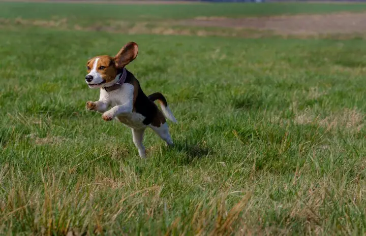 running beagle