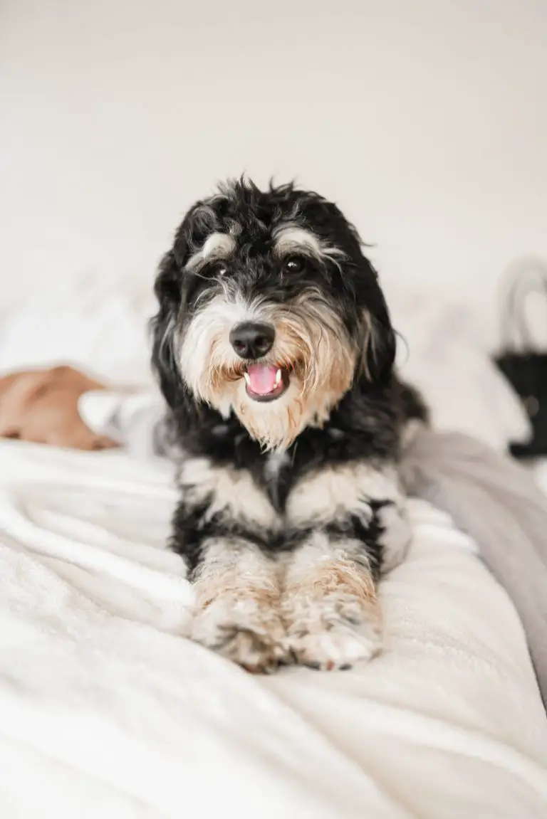 les bernedoodles sont-ils hypoallergéniques