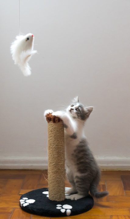 gattino che gioca