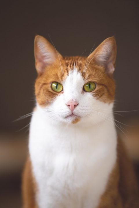 gatto che perde i capelli vicino al dotto lacrimale