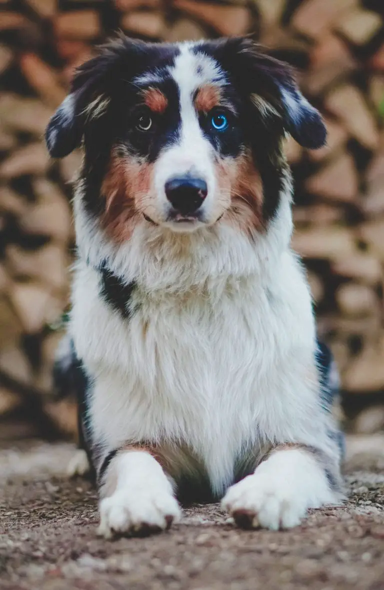 are australian shepherds good with cats