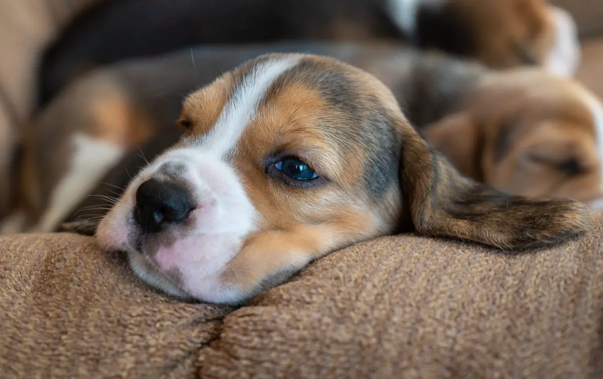 Cachorro beagle tricolor acostado sobre textil marrón