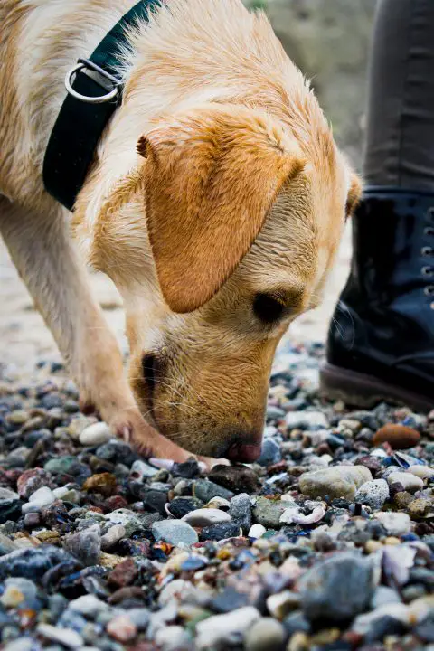 what does it mean when a dog licks a cat