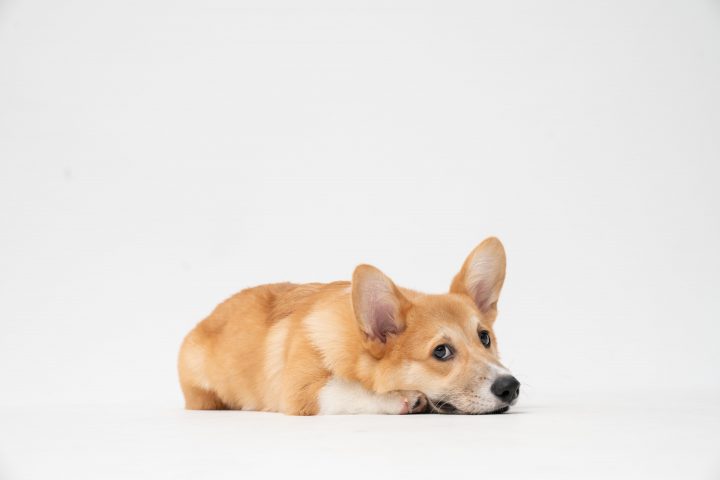 corgi lying down