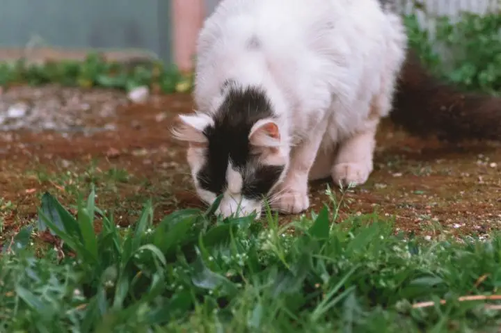 ¿La chía es segura para los gatos?