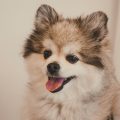 are pomskies hypoallergenic