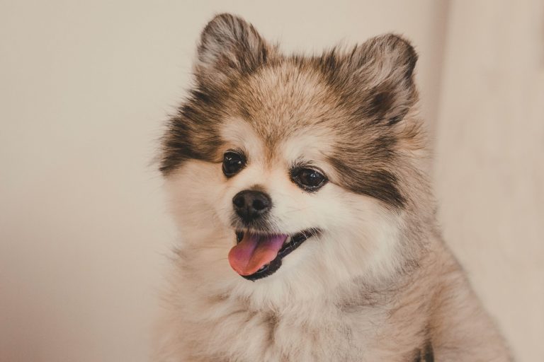 are pomskies hypoallergenic