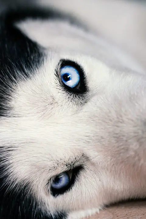 husky blue eyes