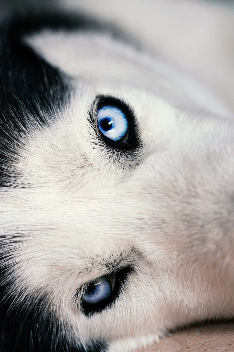 yeux bleus rauques