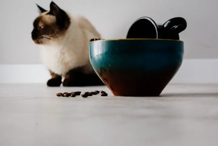 i gatti possono mangiare fagioli