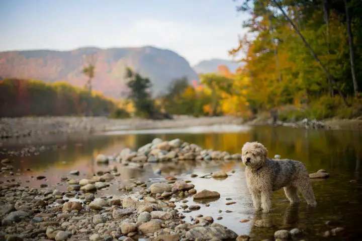 aussiedoodle au bord d'un lac