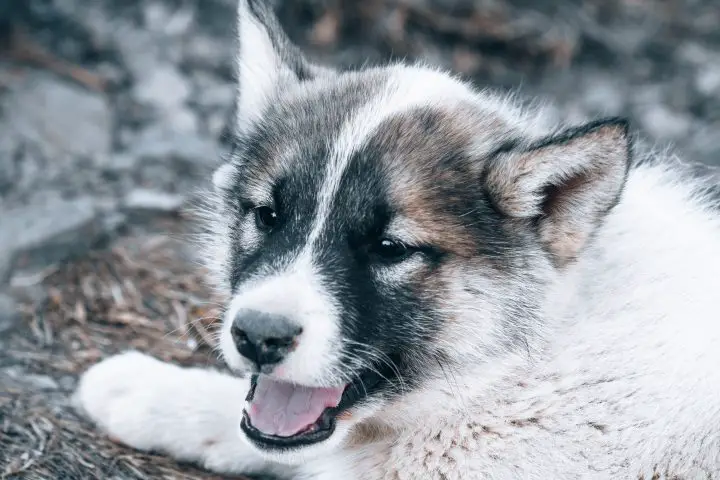 pomsky pup