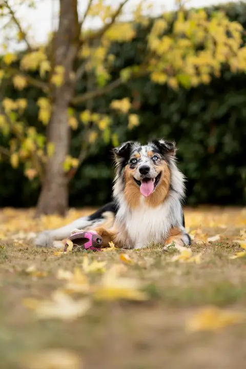 australian shepherd and cats