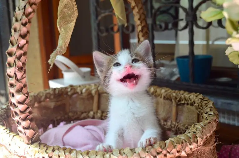 à quelle fréquence nourrir les chatons