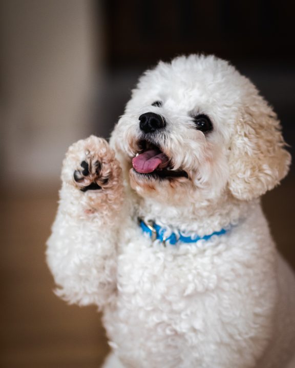 cute white puppy