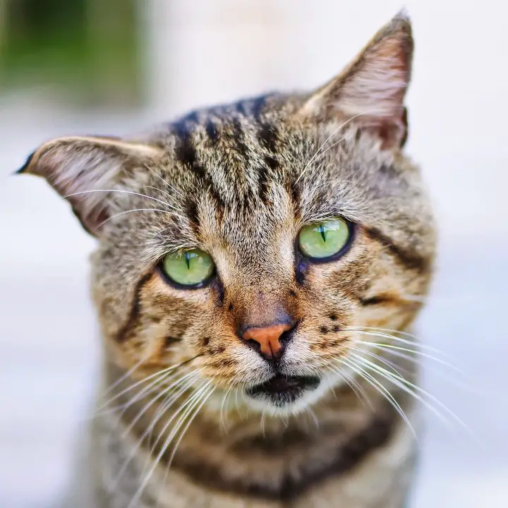 brown and black cat with green eyes