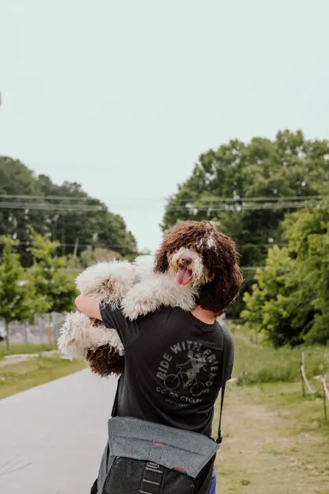 are bernedoodles hypoallergenic