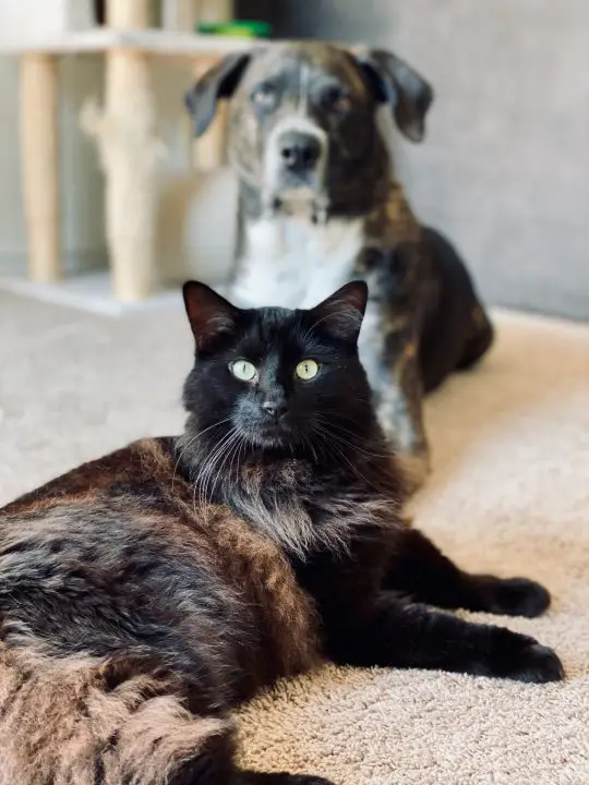 pourquoi mon chien lèche mon chat