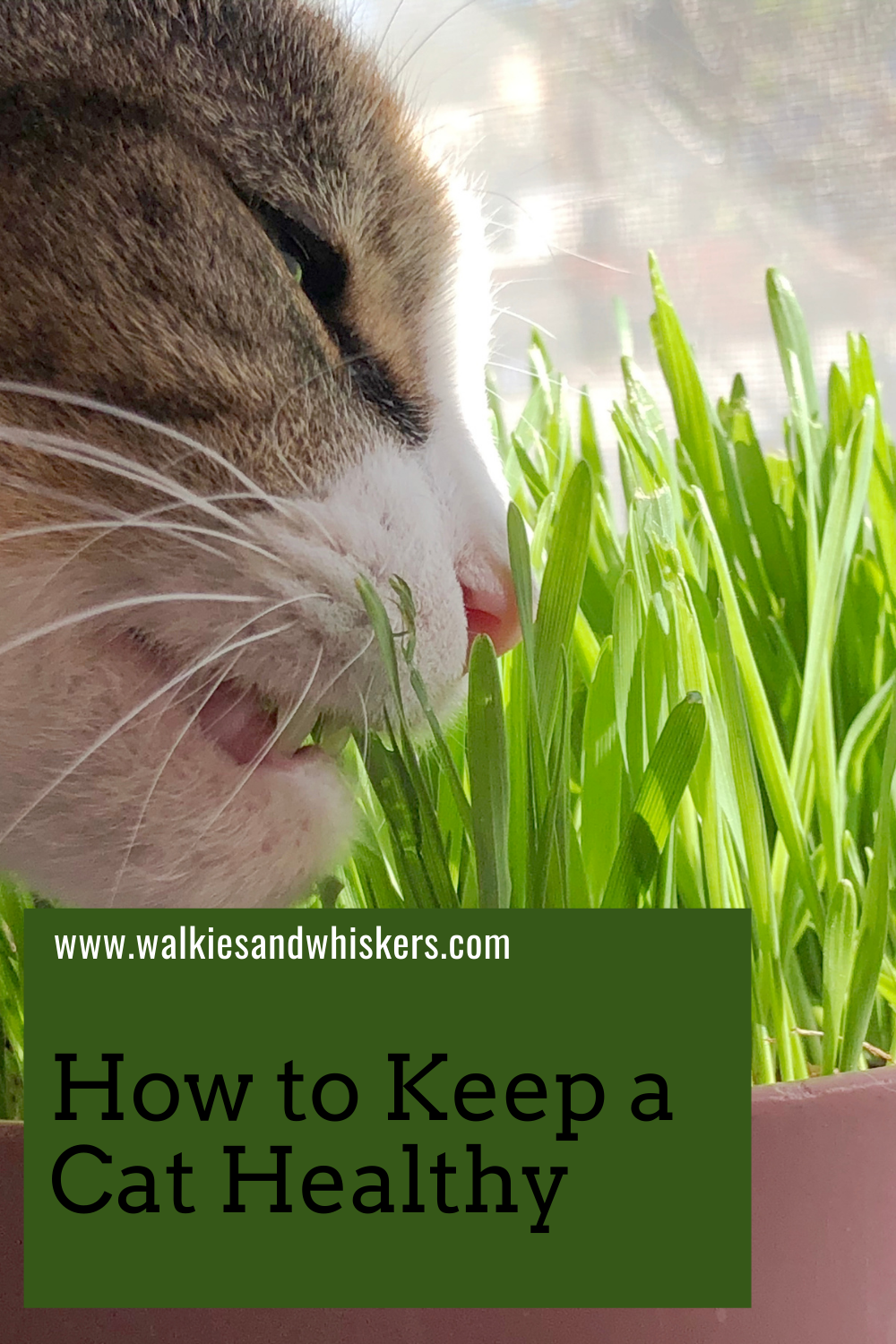 How to Keep a Cat Healthy Walkies and Whiskers