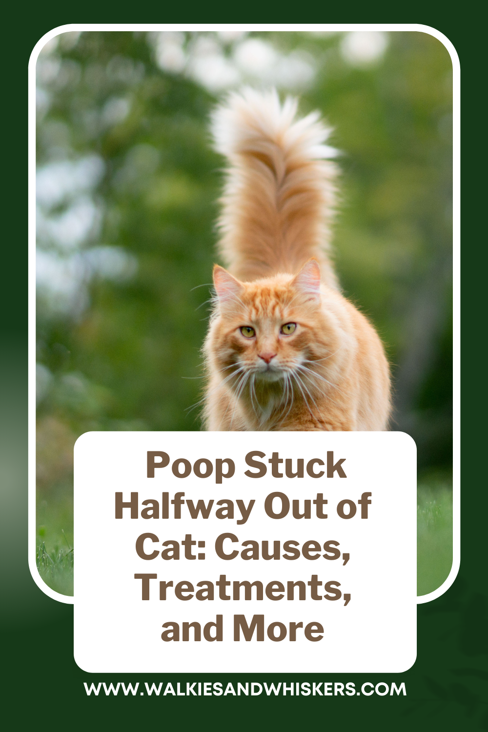 Poop Stuck Halfway Out of Cat Causes, Treatments, and More