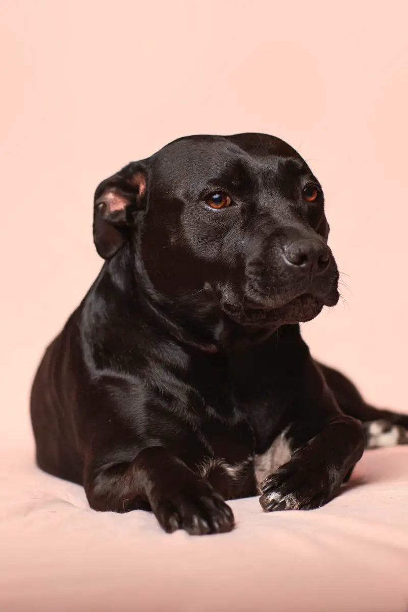 chien qui se comporte bien malgré la diarrhée