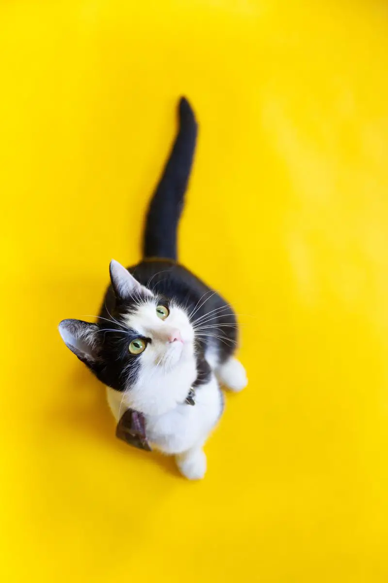 gato con la cola extendida