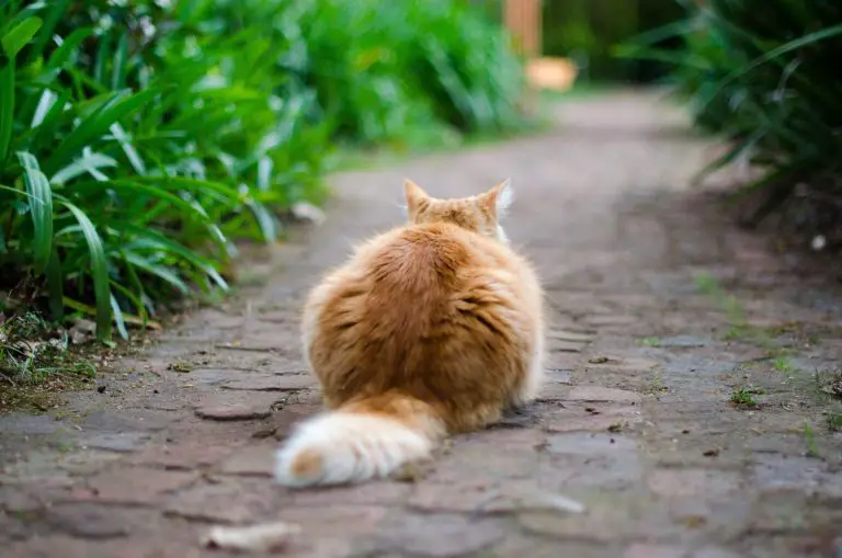 poop stuck halfway out cat