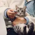 wie oft gehst du mit einer katze zum tierarzt