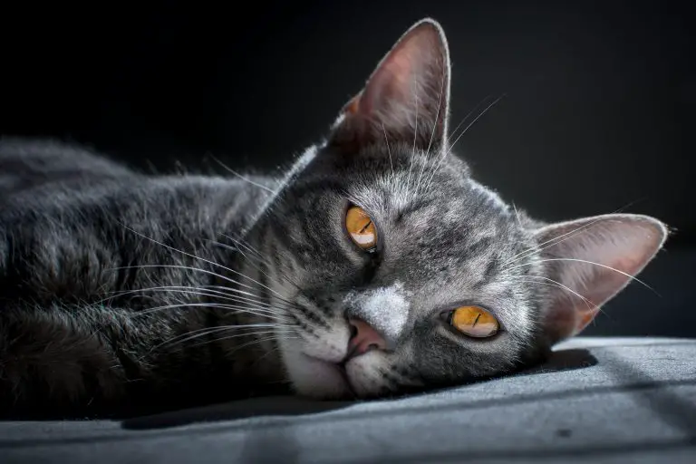 Stage 3 Kidney Disease Cats Life Expectancy Walkies And Whiskers