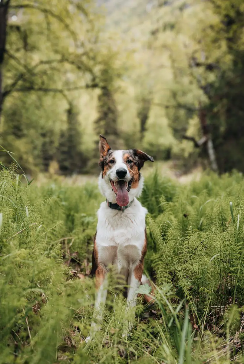 dog in the forest