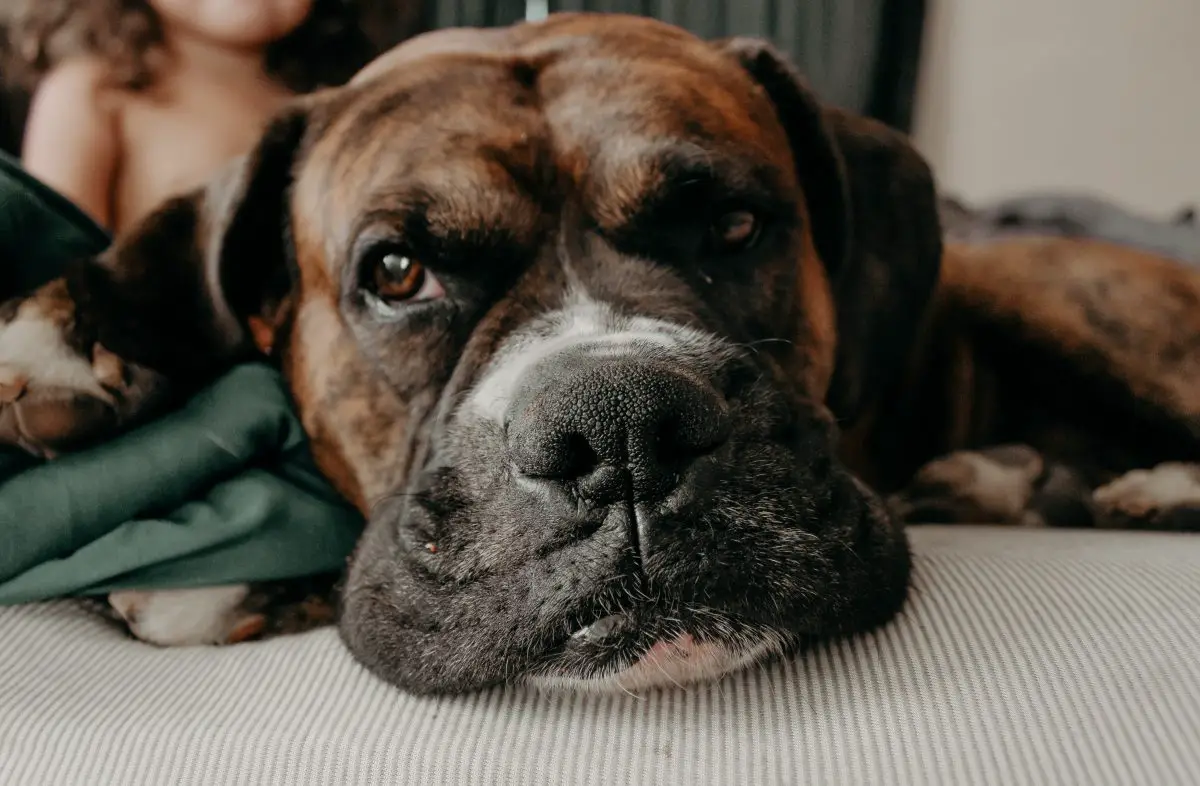 Hund liegt auf dem Bett