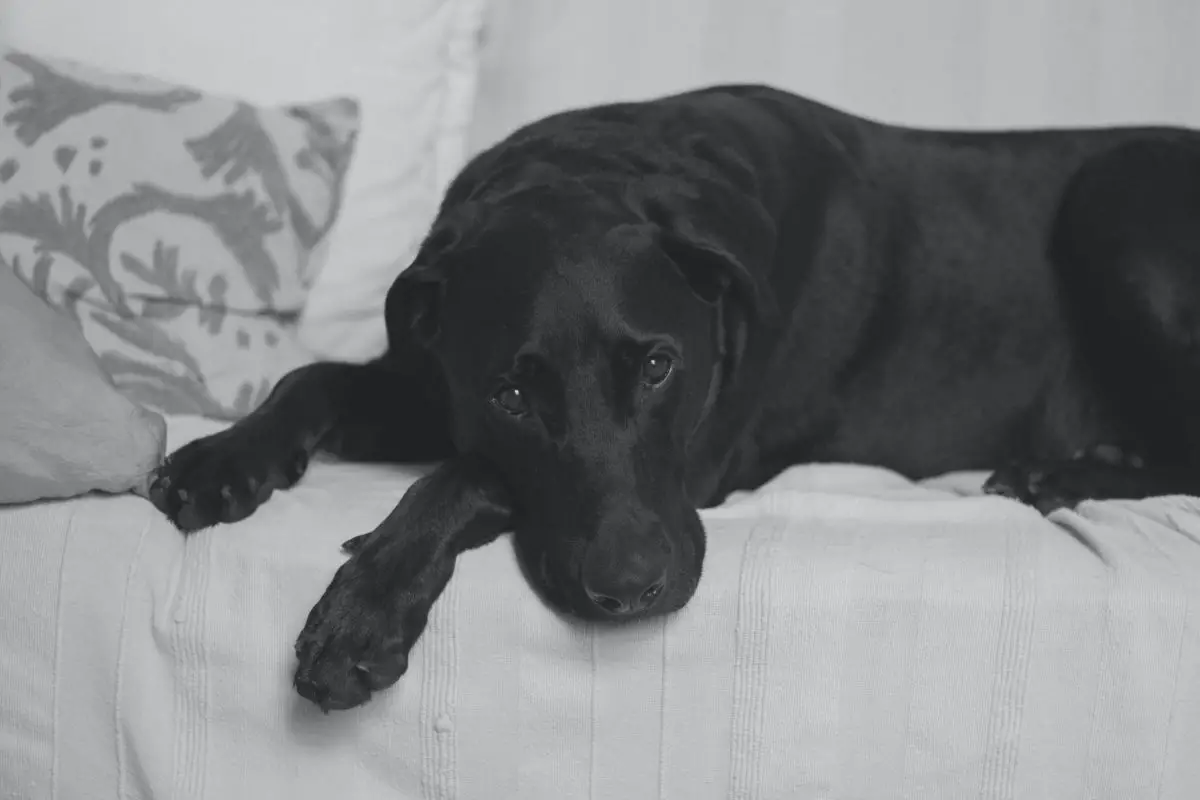 Hund liegt auf der Couch