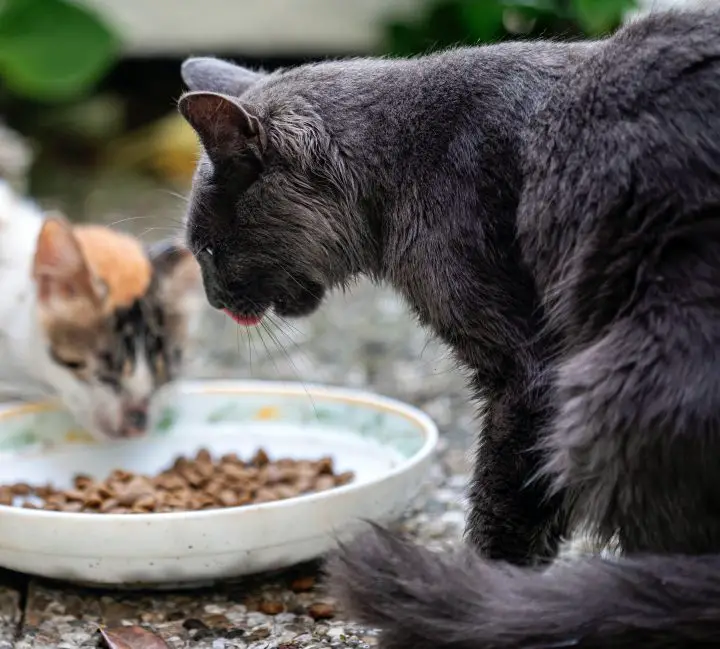 Feeding time cats