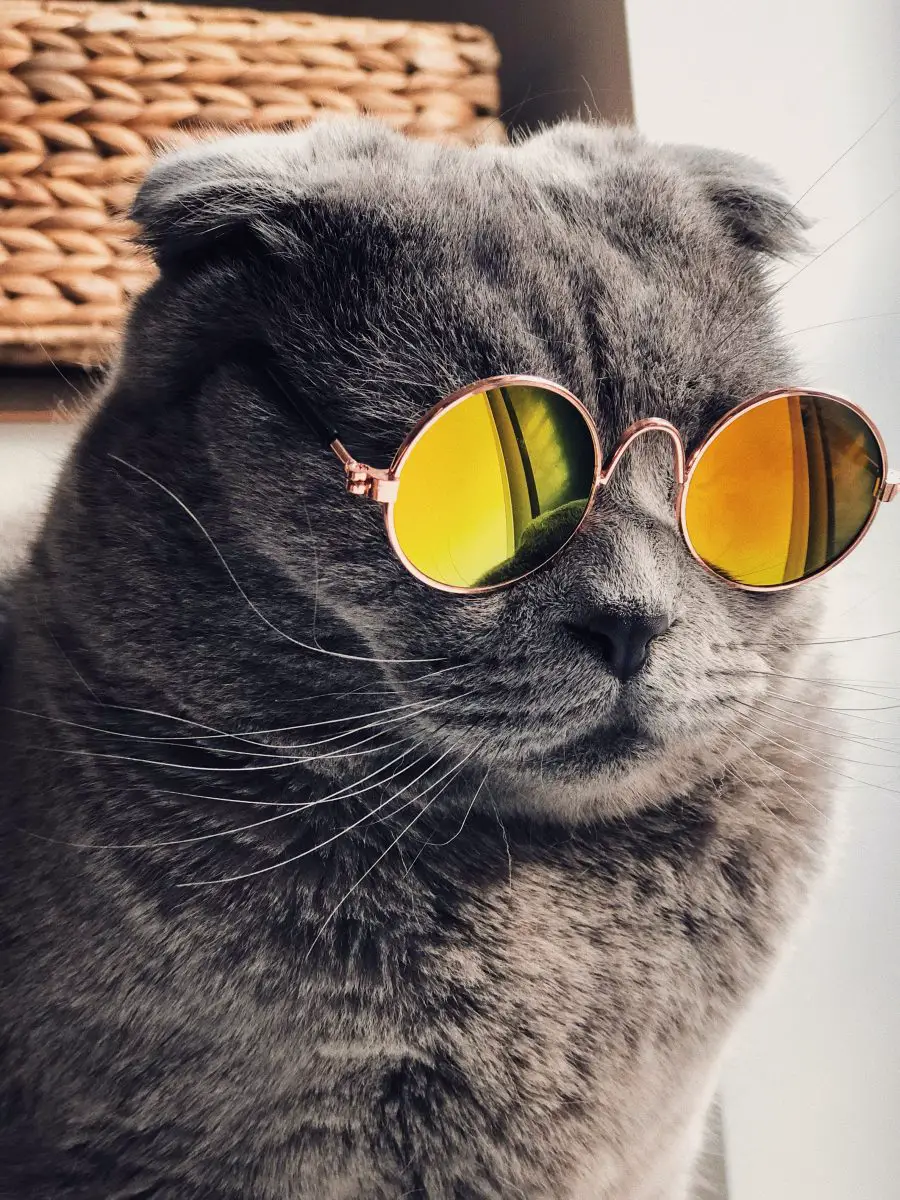 gatto sano con fantastici occhiali da sole