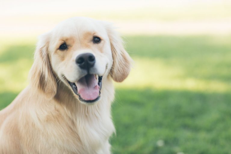 mi perro tiene diarrea pero se comporta bien