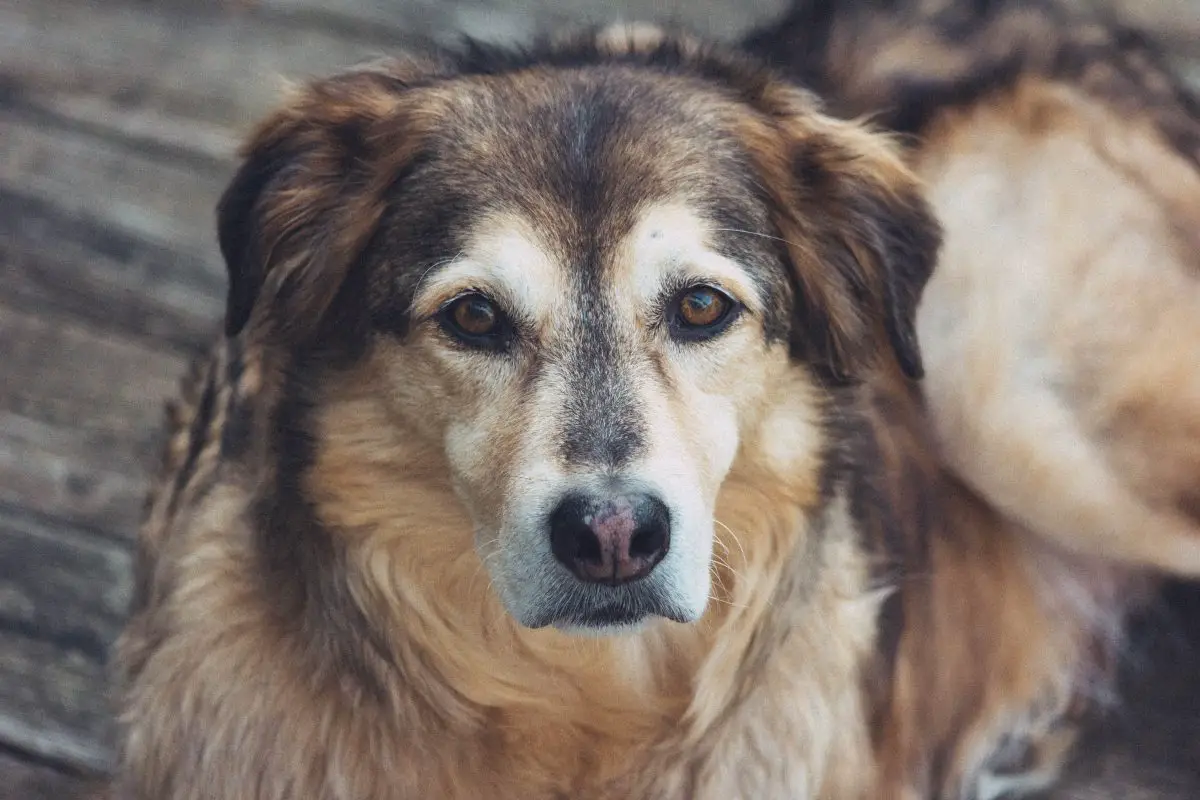 Langhaariger brauner Hund 