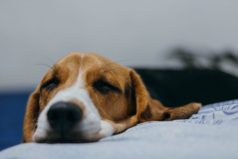 kann ein hund parvo zweimal bekommen