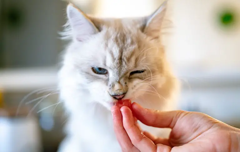 cibo per gatti ricco di fibre