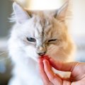 high fiber cat food