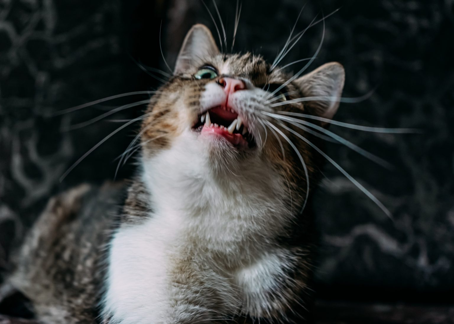 Less Meow Cat Low Meow: What Does It Mean? - Walkies and Whiskers