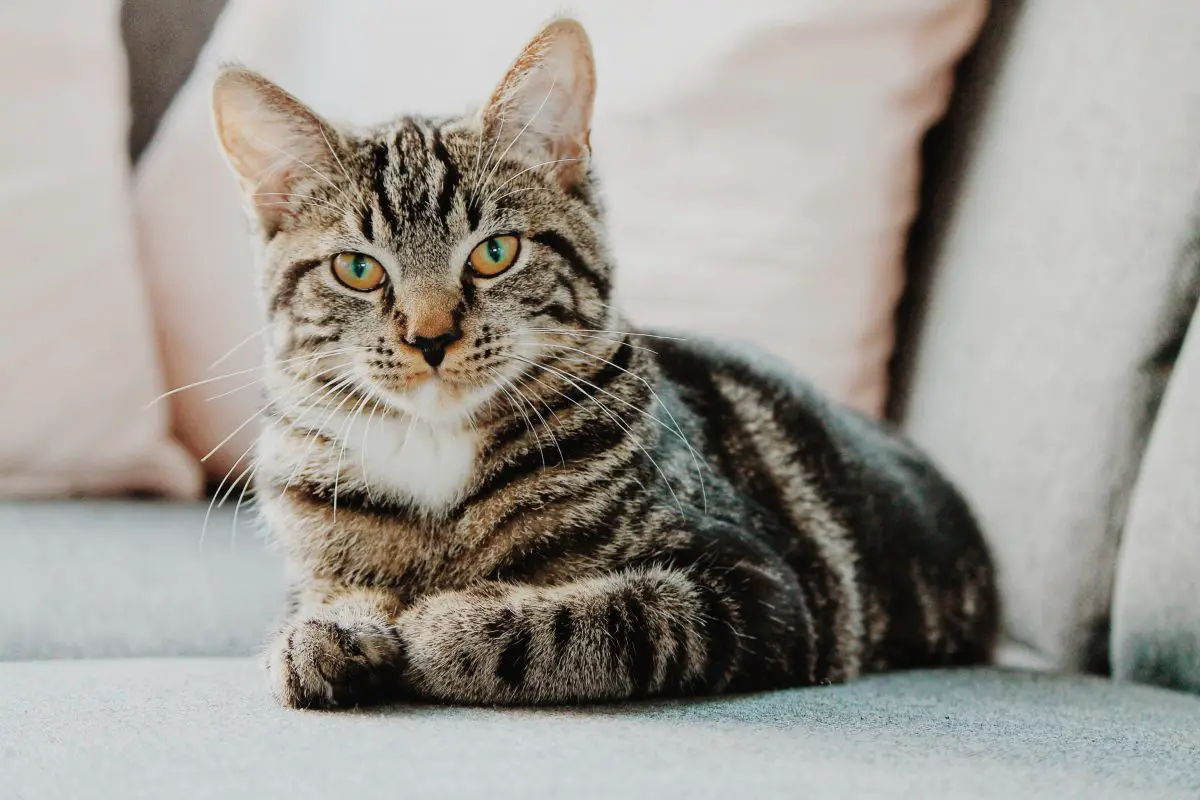 gray tabby cat