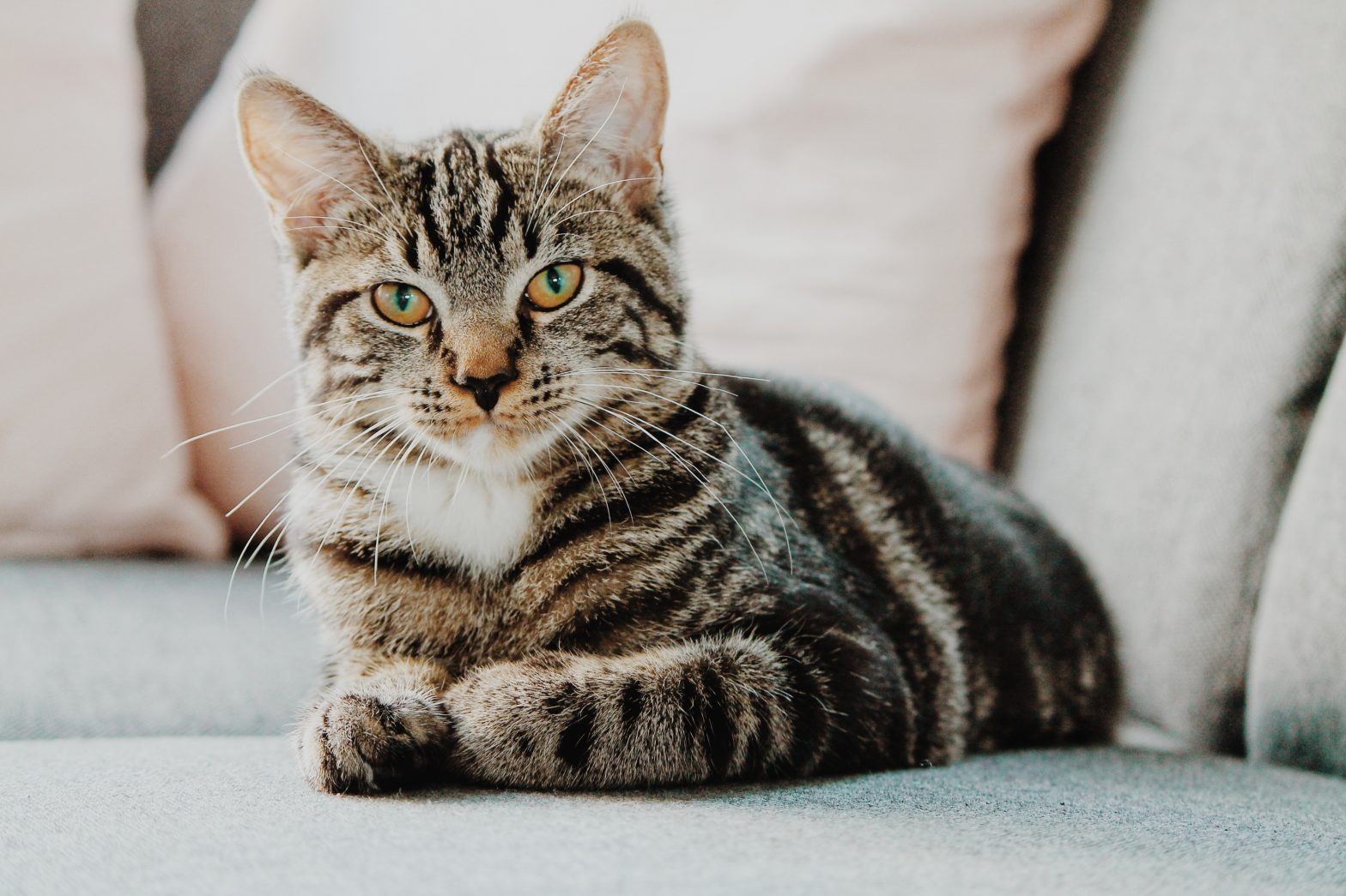 Fish Oil For Cats Everything You Need to Know Walkies and Whiskers
